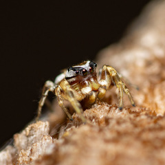Pelegrina pervaga
