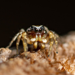 Pelegrina pervaga
