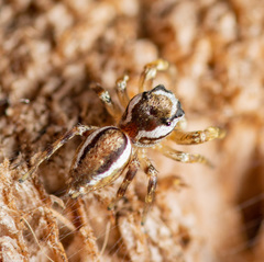 Pelegrina pervaga