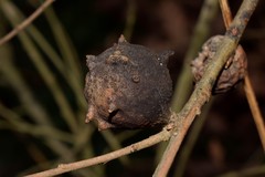 Andricus sternlichti