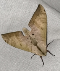 Pseudoclanis tomensis