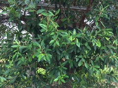 Ficus obliqua