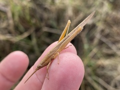 Leptysma marginicollis