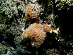 Aplidium benhami