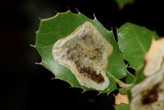 Phyllonorycter belotella
