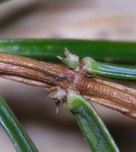 Schmidtiella gemmarum