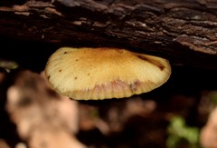 Crepidotus calolepis