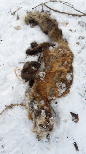 Red Fox photographed in Montana