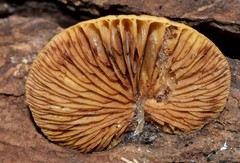 Crepidotus calolepis