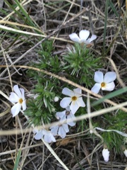 Phlox andicola