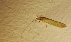 Oecetis inconspicua