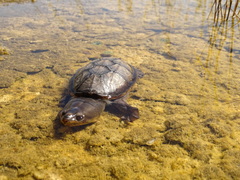 Claudius angustatus
