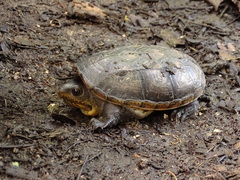 Claudius angustatus