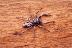 Adoxotoma nodosa