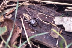Adoxotoma nodosa