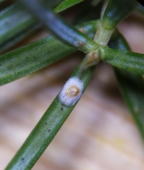 Carulaspis juniperi