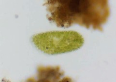 Paramecium bursaria