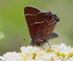 Callophrys spinetorum