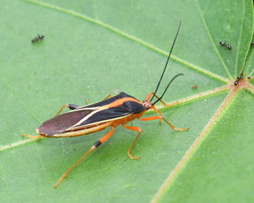 Quintius jurbergi