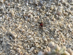 Melanopleurus belfragei