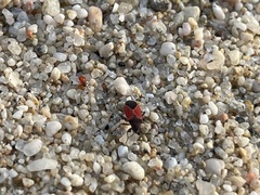 Melanopleurus belfragei