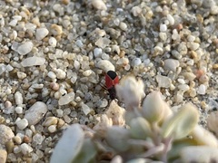 Melanopleurus belfragei