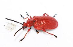 Lilioceris faldermanni