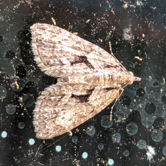 Microdes melanocausta