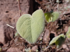 Abutilon palmeri