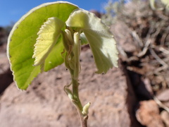 Abutilon palmeri