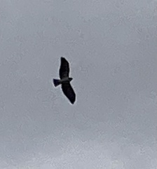 Buteo brachyurus