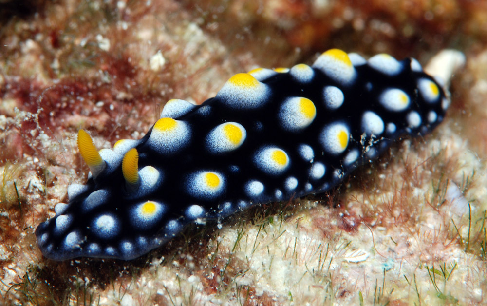 Phyllidia madangensis