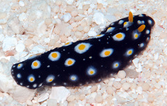 Phyllidia madangensis