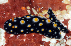 Phyllidia madangensis