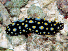 Phyllidia madangensis