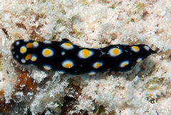 Phyllidia madangensis