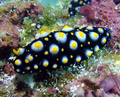 Phyllidia madangensis
