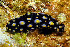 Phyllidia madangensis