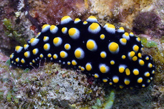 Phyllidia madangensis
