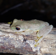 Atlantihyla spinipollex