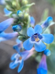 Penstemon nitidus