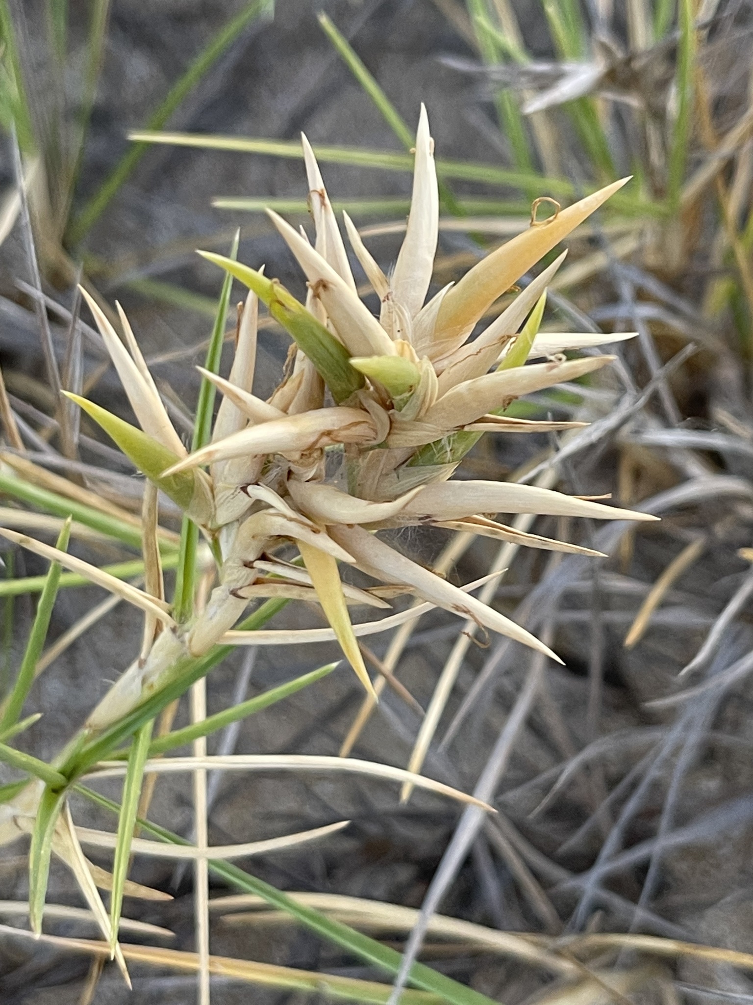 Jouvea pilosa
