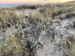 Porophyllum maritimum