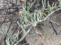 Porophyllum maritimum