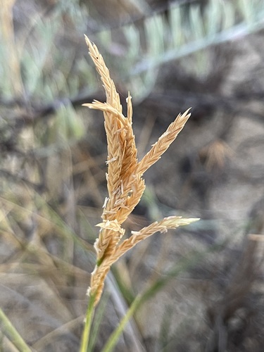 Jouvea pilosa · iNaturalist