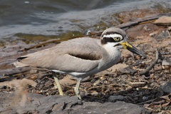 Esacus recurvirostris