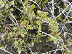Diospyros intricata