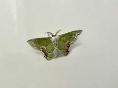 Protuliocnemis partita