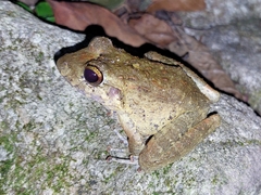 Craugastor aurilegulus