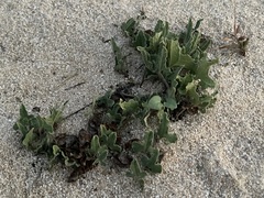 Aristolochia peninsularis